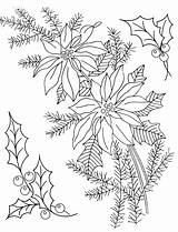Poinsettia Embroidery Christmas Coloring Patterns Line Vintage Drawing Transfers Hand Pages Printable Holly Pointsettia Pattern Designs Pretty Drawings Floral Print sketch template