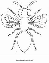 Coloring Insect Pages sketch template