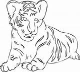 Tiger Coloring Pages Siberian Color Drawings Siberean Animals Kids Animal Cute Print Mother Sheets Mothers Printable Turkey Tigers 645px 07kb sketch template