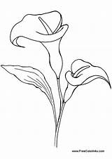 Lily Calla Drawing Flower Valley Line Drawings Simple Coloring Lilies Printable Flowers Pages Pencil Tattoo Lillies Book Google Clip Getdrawings sketch template