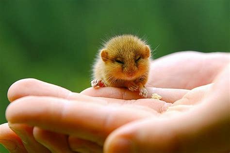 funniest  cute tiny animals pets cute  docile