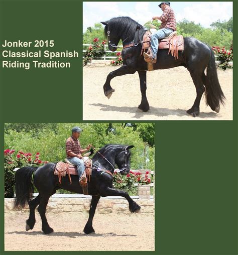 kristull ranch horse boarding facilities austin texas river friesian baroque pinto colt  sale