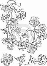 Tattoo Flower Nasturtium Nouveau Drawing Coloring Pages Floral sketch template