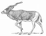 Antelope Coloring Drawing Pages Large Getdrawings sketch template