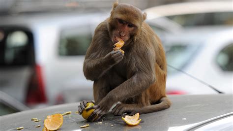bananas india hires monkey mimics  scare  real  st