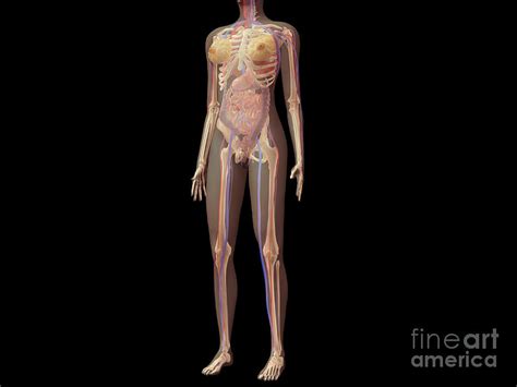 Anatomy Of Female Body With Organs Digital Art By Stocktrek Images