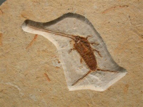bristletail insect fossil