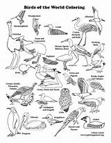 Types Exploringnature Ducks sketch template