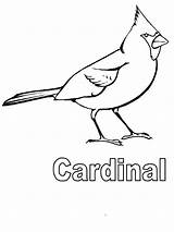 Coloring Cardinal Cardinals St Pages Louis Flying Blues Baseball Football Line Drawing Getcolorings Getdrawings Bird sketch template