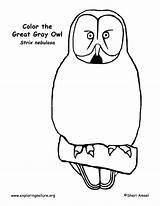Gray Great Owl Coloring Sponsors Wonderful Support Please sketch template
