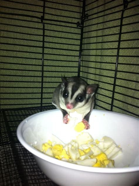 sugar glider snacking  hard boiled eggs  images sugar glider hard boiled eggs boiled