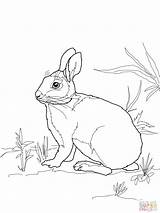 Coloring Pages Snowshoe Getcolorings Marsh Cottontail Rabbit Printable sketch template