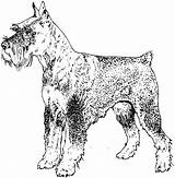 Schnauzer Dog Coloring Pages Breed Adult Drawings 63kb 1554 sketch template