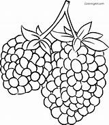Blackberry Coloringall Blackberries Berries sketch template
