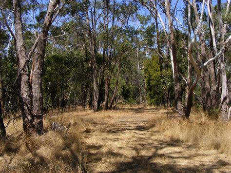 australias decision  protect  woodlands  decades  waiting