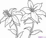 Drawing Draw Flower Lilies Flowers Lily Step Line Drawings Tiger Stargazer Simple Pencil Getdrawings Clipart Dragoart Arts Clip Columbine Library sketch template