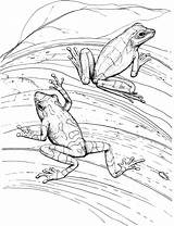 Dart Frogs sketch template