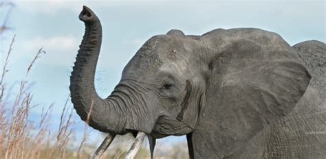 elephants nose  long proprofs discuss