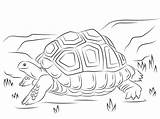 Tortoise Tortugas Aldabra Tortuga Gigante Supercoloring Ausmalbilder Gratistodo sketch template