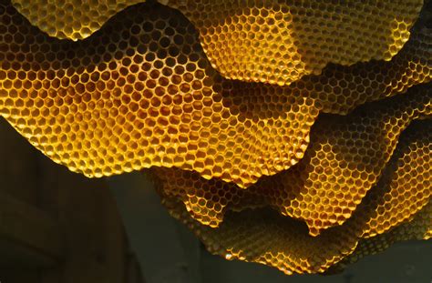 honeycomb  hexagonal fyfd