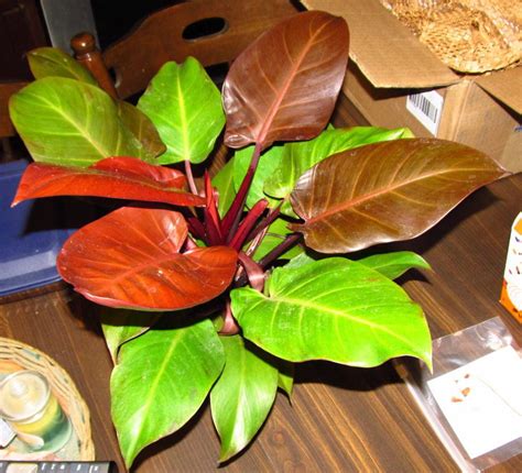 photo   entire plant  philodendron mccolleys finale posted  jmorth gardenorg