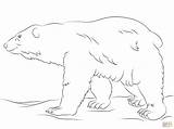 Coloring Pages Polar Bear Walks Drawing Printable Paper sketch template