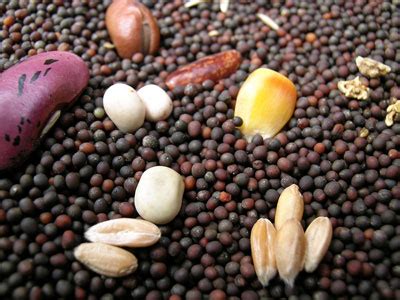 seed quality organic farm knowledge