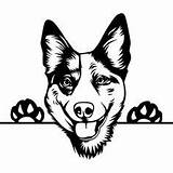 Heeler Dog Blue Cattle Australian Stencil Drawing Vector Peeking Happy Logo Coloring Pages Aussie Dogs Cricut Girl Puppy Expressions Animals sketch template