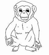 Chimpanzee Ausmalbild Schimpanse Bonobo sketch template
