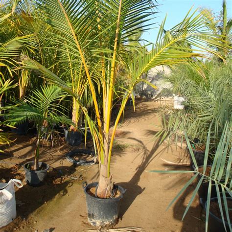 tropical palm trees  summer atlanta palms