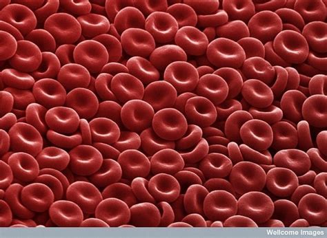 red blood cell bhavanajagat