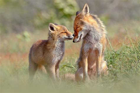 fox felicity mother and fox kit showing love and affection by