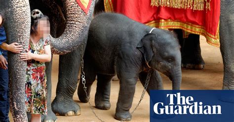 Wildlife Trade In Pictures Campaigners Call For Global Ban