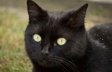 black cats and halloween fact v fiction reader s digest