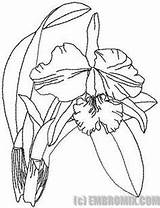 Orchid Rica Nacional sketch template