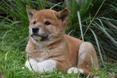 dingo  beagle breed comparison mydogbreeds