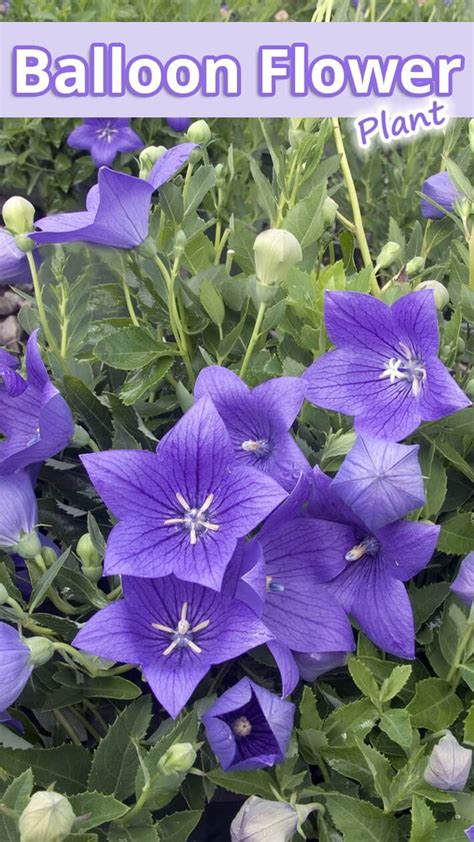balloon flower plant recommended tips
