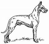 Great Dane Coloring Pages Popular sketch template