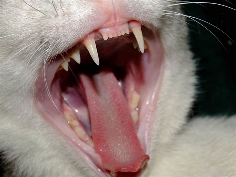 filecat teethjpg