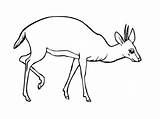 Antilope Antelope Sauvages Coloriages Ko sketch template