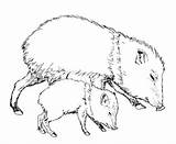 Javelina Javelinas Peccary Mammals Pluspng sketch template