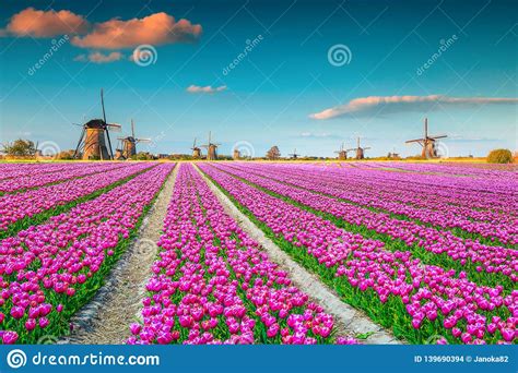 Colorful Pink Tulip Fields And Traditional Dutch Windmills