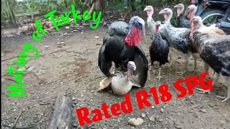 pabo turkey   mating youtube