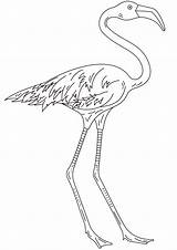 Flamingo Colorir Flamant Desenhos Coloriage Ausdrucken Scribblefun Colorironline Grande sketch template