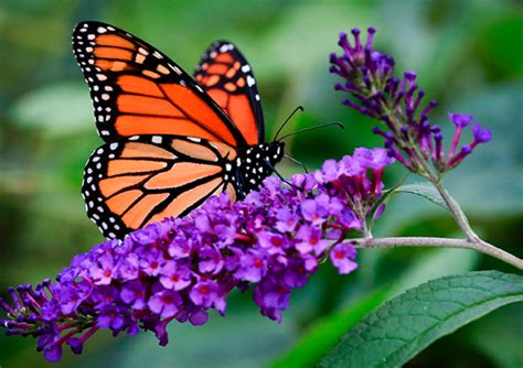 drought how less water is actually helping monarch
