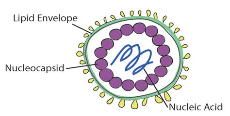 virus structure cleaning doctor