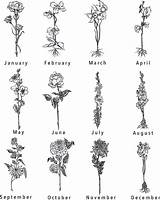 Larkspur January Aster Carnation Tatouage U2022 Marigold Naissance Daffodil Blume Liebe Memuralimilani Blumen sketch template