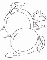 Apricot Coloring Pages Two Books sketch template