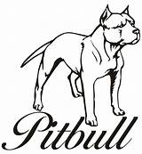 Pitbull Coloring Drawing Pages Puppy Dog Line Bulls Step Drawings Draw Printable Cartoon Chicago Pit Bull Easy Head Pitbulls Sketch sketch template