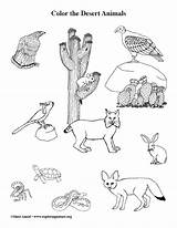 Animals Coloring Desert Exploringnature sketch template